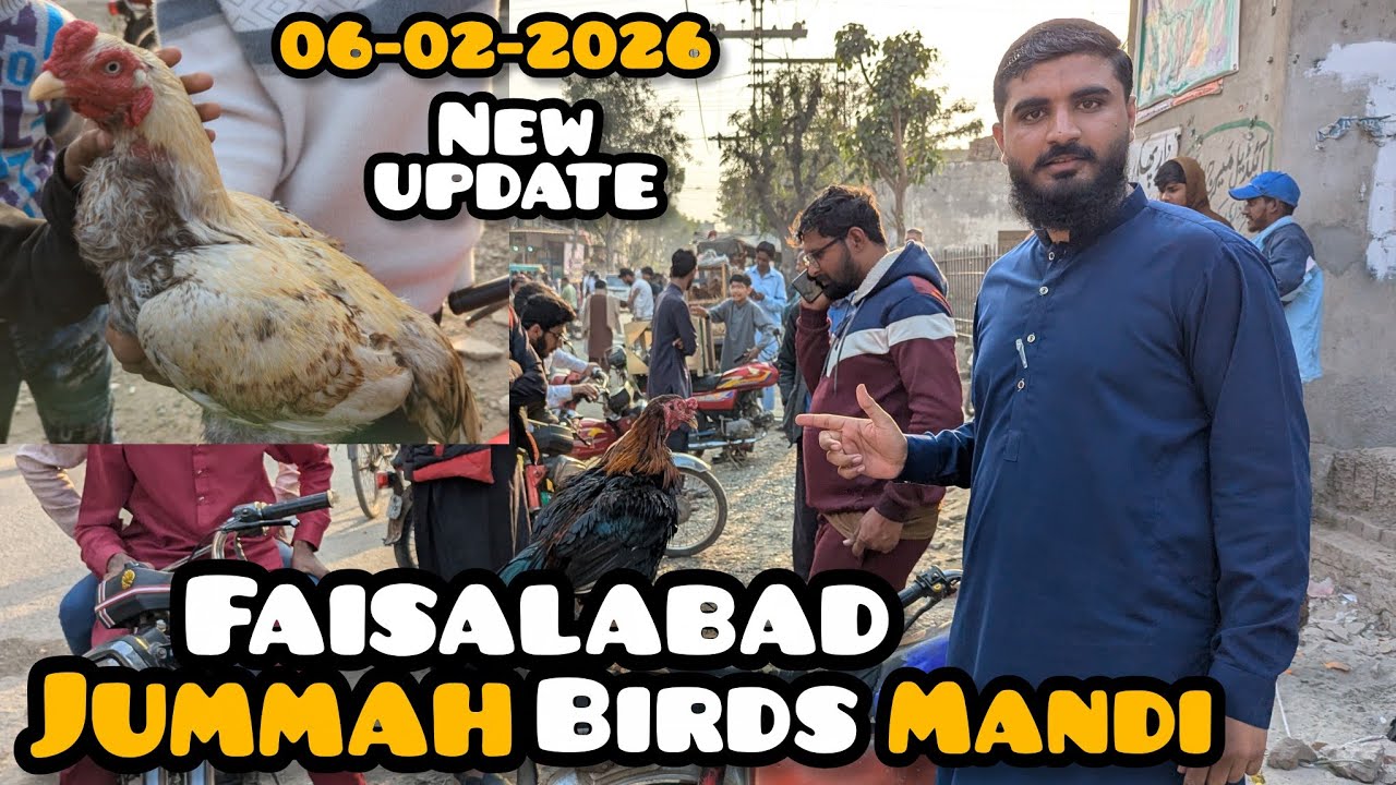 Faisalabad jummah Murga Mandi New latest updates 06-02-2026 #visit pets and birds Mandi 