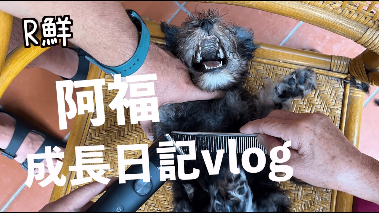 【阿福成長日記】阿福(雪納瑞寶寶) 3個月大了 - 帶著阿福去打預防針 自己動手寵物美容 ｜日常生活vlog＃80