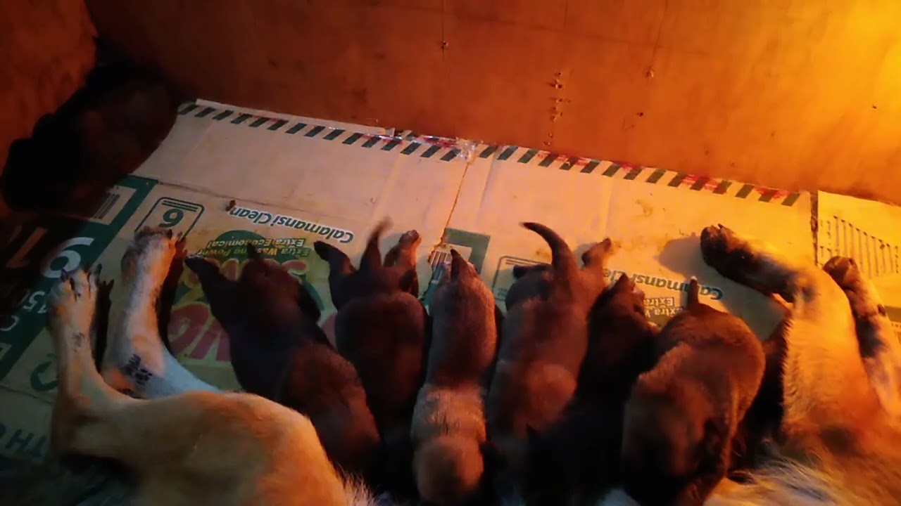 a mother's care  #highlights #shorts #youtube #viralshort #ytshorts #furmommy #furlover #ytpremium