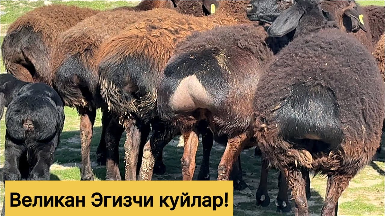 Великан эгизчи куйлар! 883100698☎️ 955860040☎️ 919470799☎️