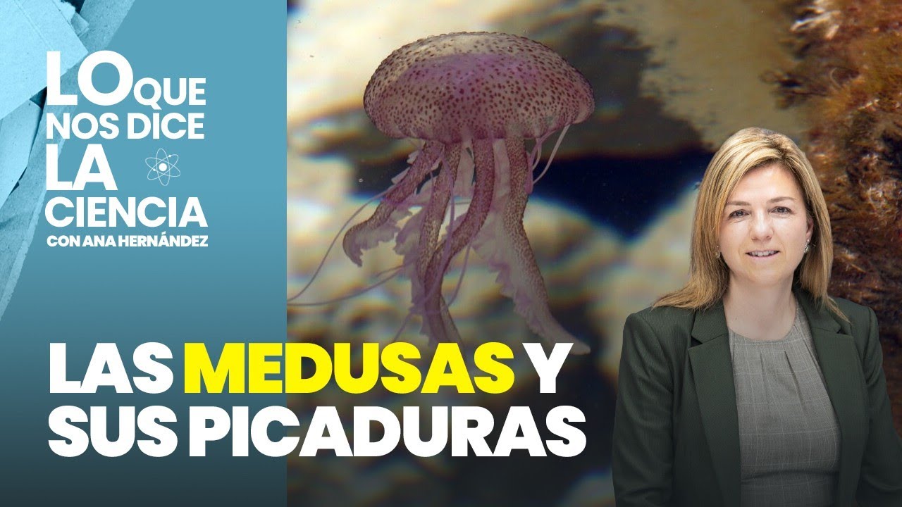 Lo que nos dice la ciencia: Qué hacer si te pica una medusa