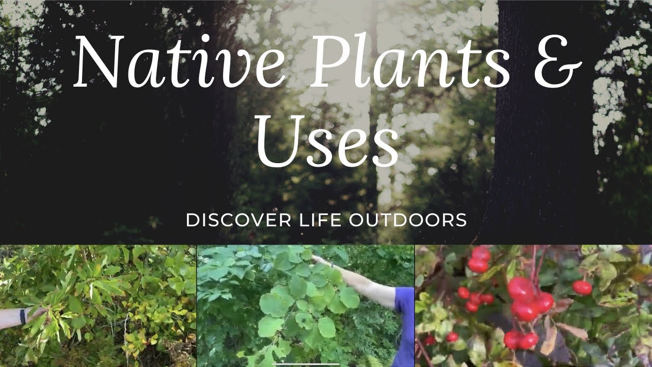 Native American Medicinal Plant Uses