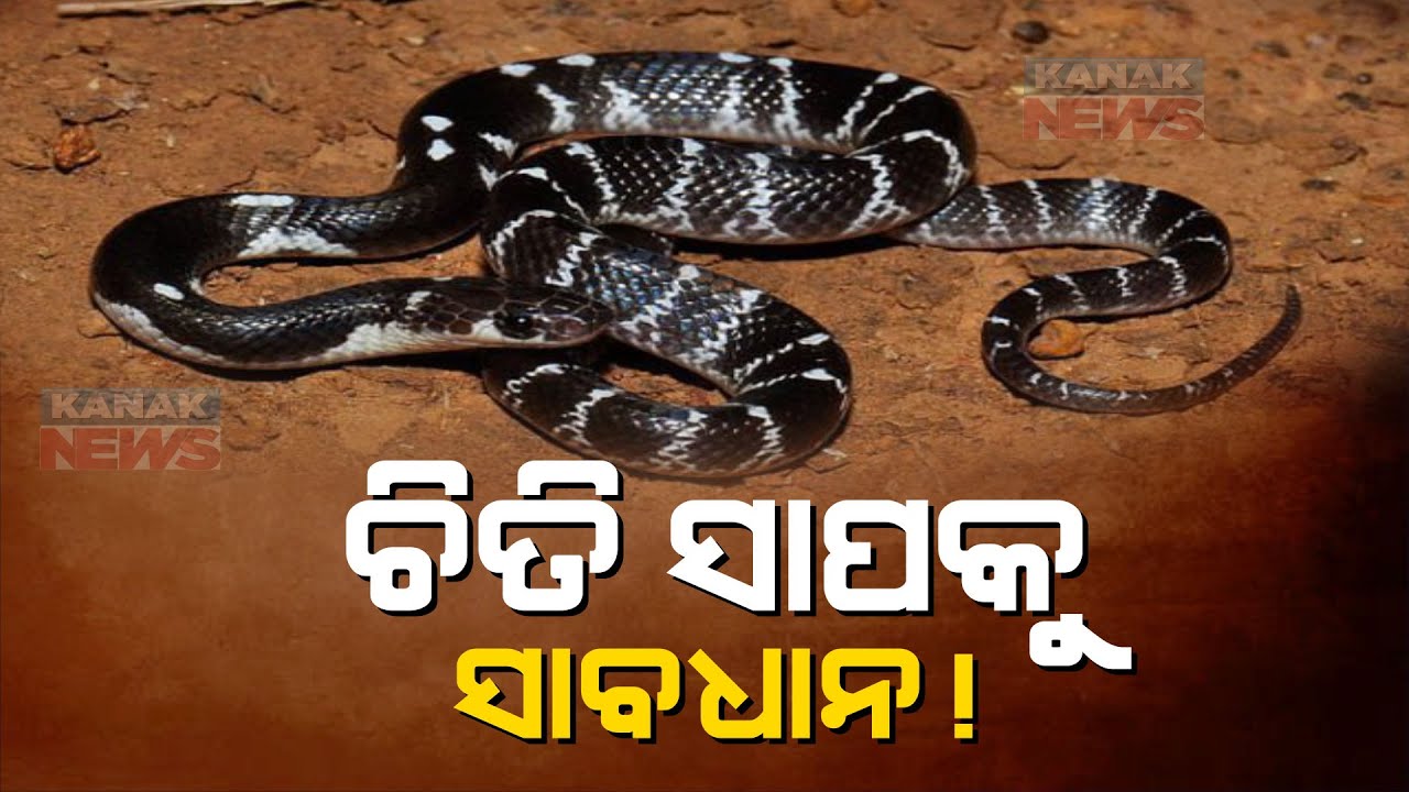 Common Krait Taking Lives In Odisha | Surge In Death Count | Symptoms Of Bite