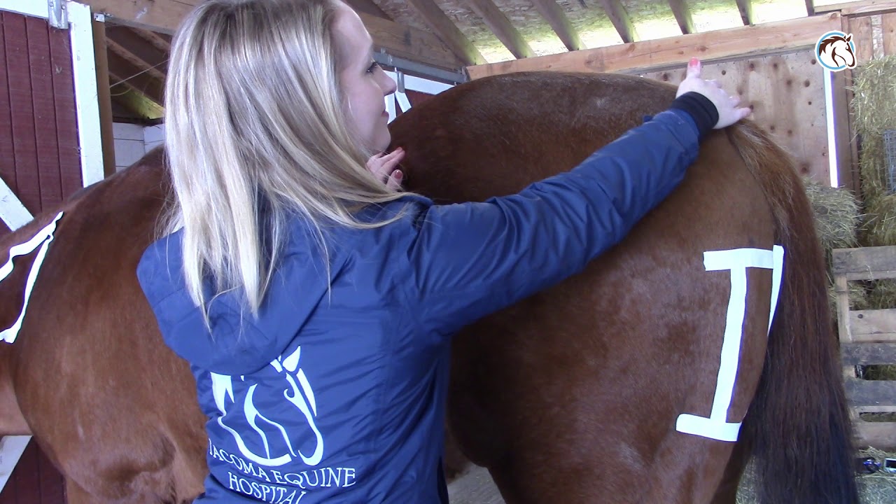 How to Give a Horse an IM Injection