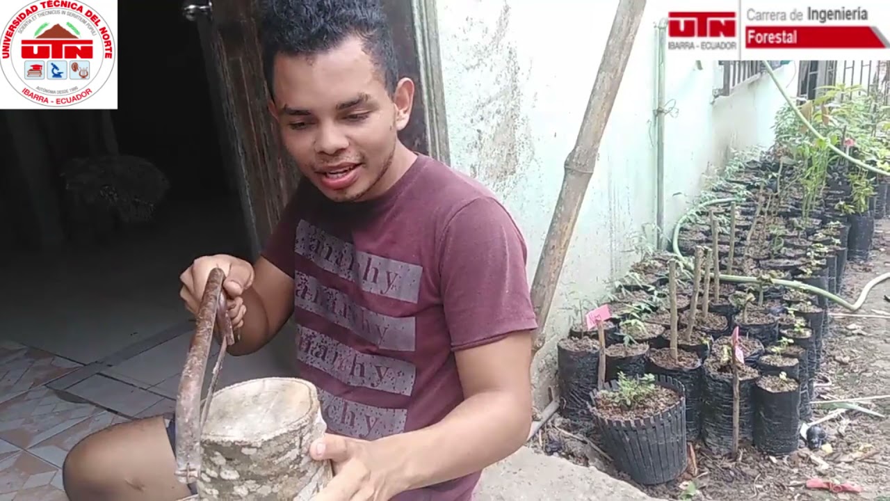 Tipos de corte de la madera - Anatom&iacute;a y propiedades f&iacute;sicas y mec&aacute;nicas de la madera