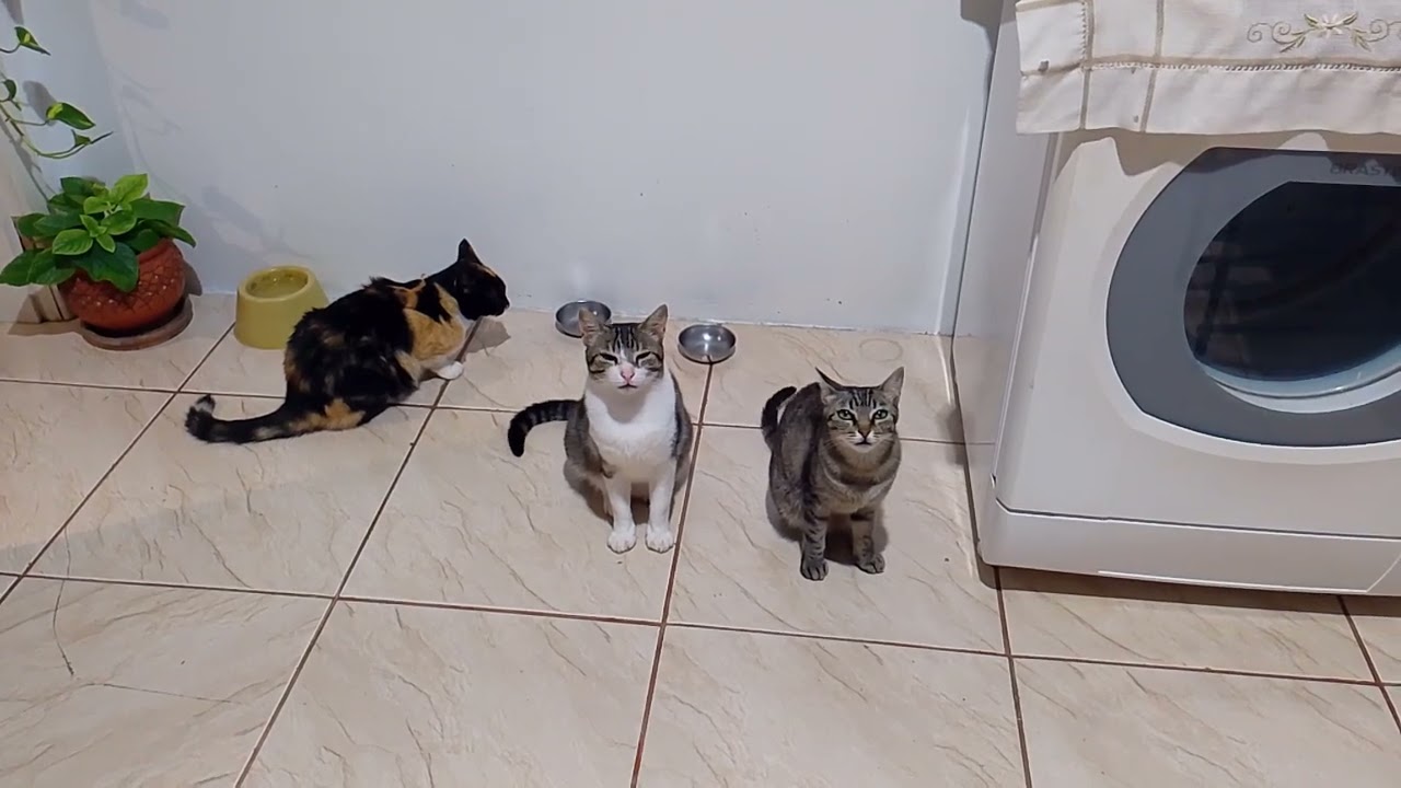 Bitynr Frederico e Lili só querem comer ração 