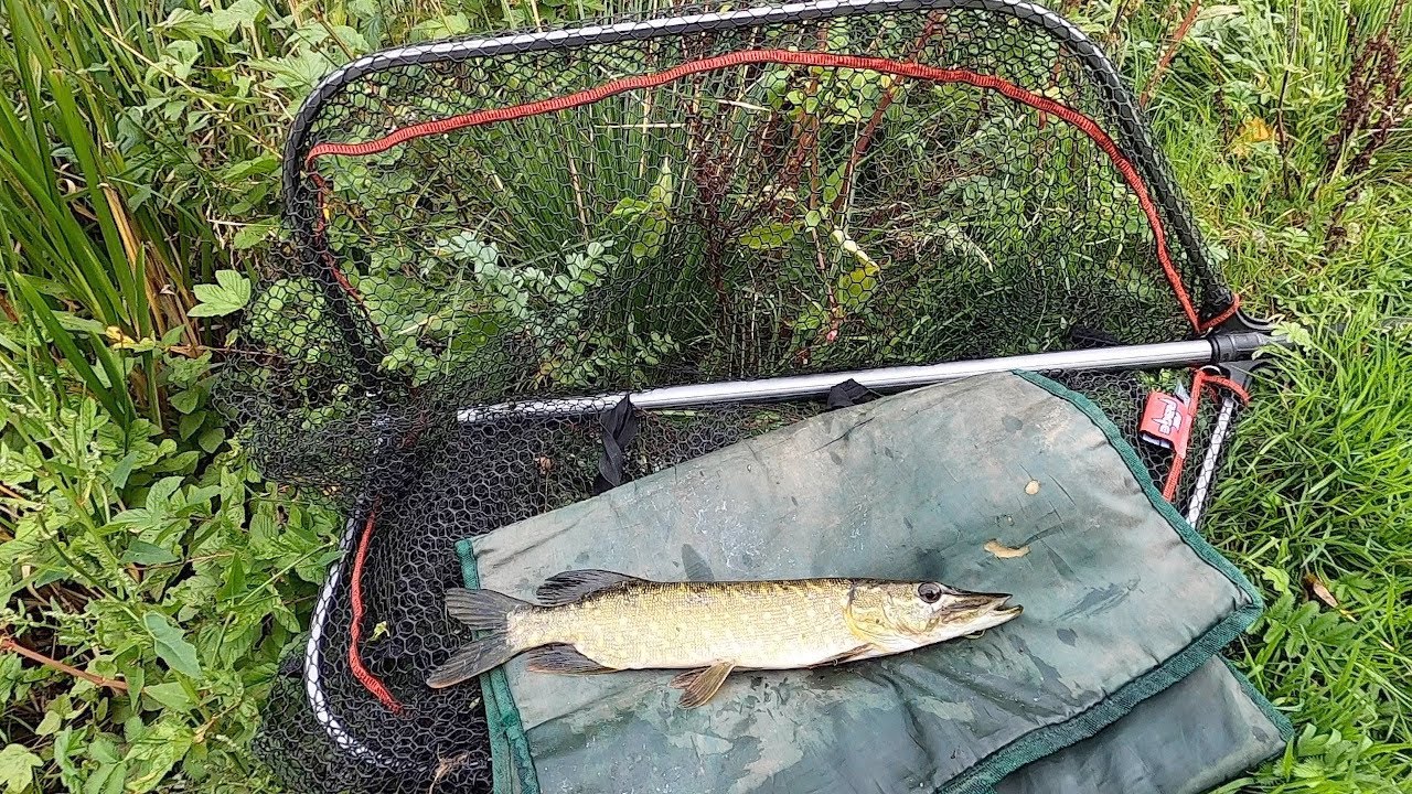 Savage Gear 3D Walk Frog - surface fishing for pike