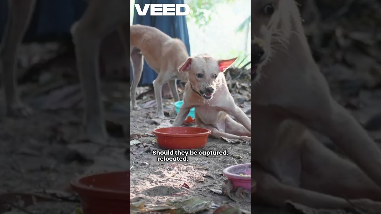 Stray Dogs or Public Risk? India Awaits the Supreme Verdict.