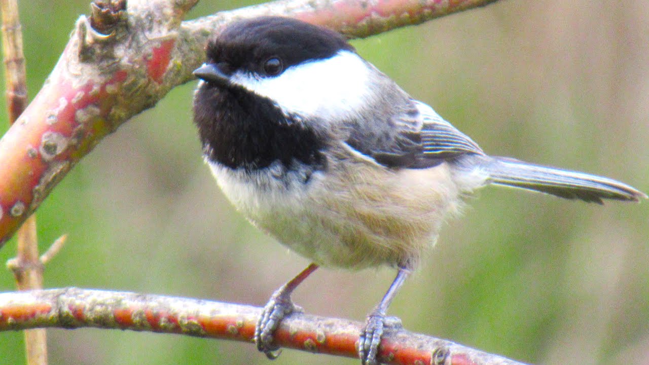 Black-capped Chickadee CHEESEBURGER Call