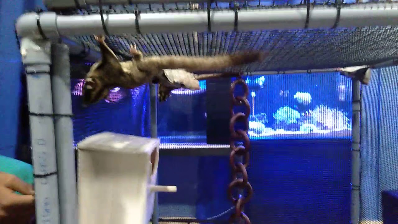 Diy sugar glider cage using PVC pipes