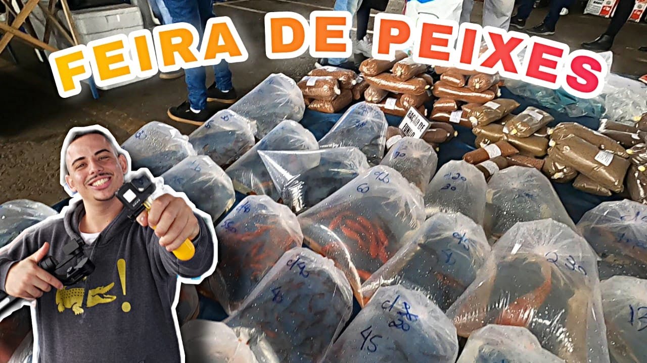 FEIRA DE PEIXES ORNAMENTAIS EM SANTO ANDRE - VARIEDADE DE PEIXES