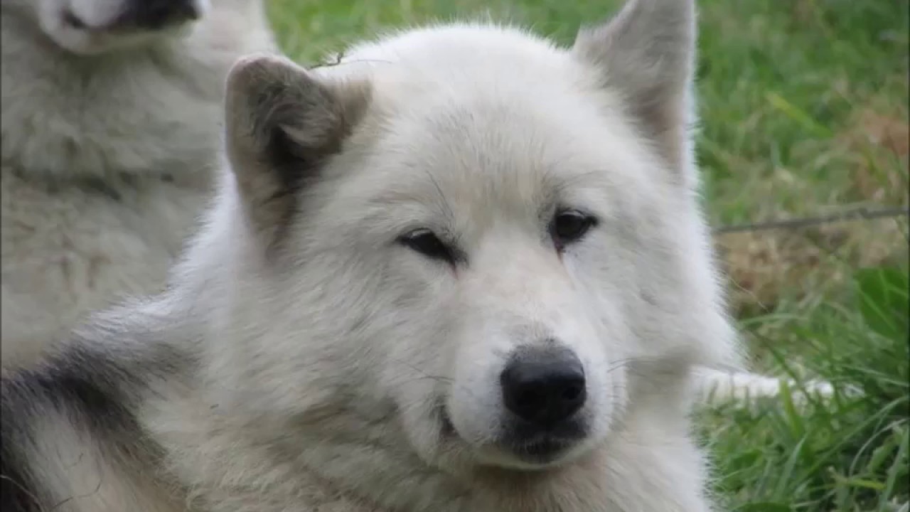 Akna Canadian Eskimo Dogs - Crufts winners