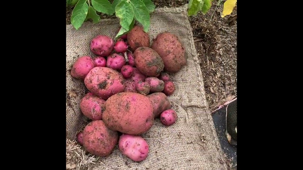Potato Reveal 2023