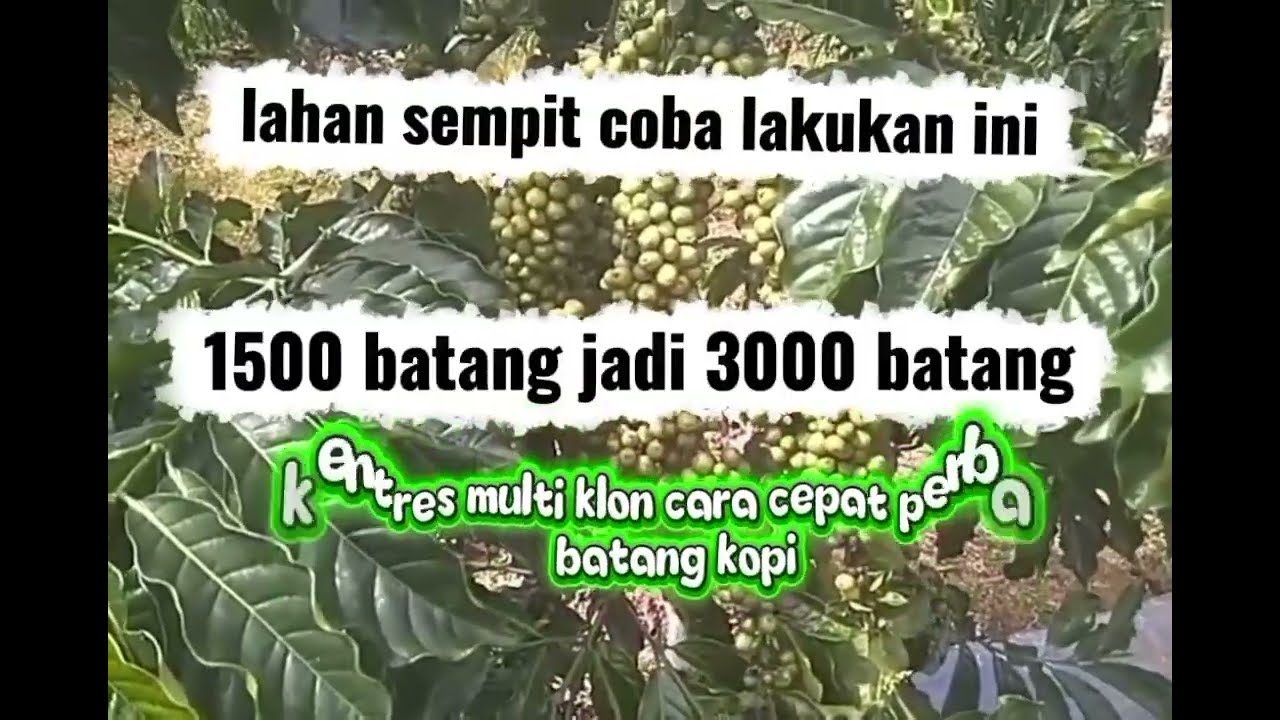Lahan sempit coba lakukan ini