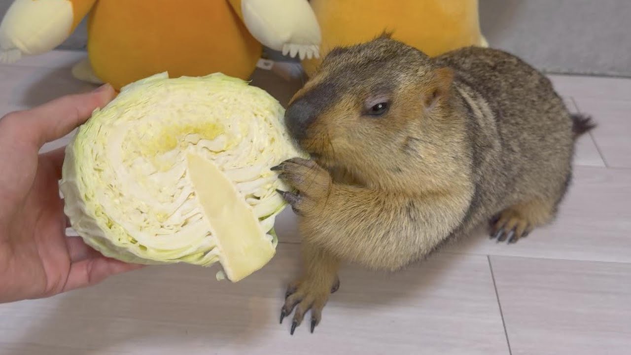 Mamochi Cabbage ASMR / OmoPuku Napping