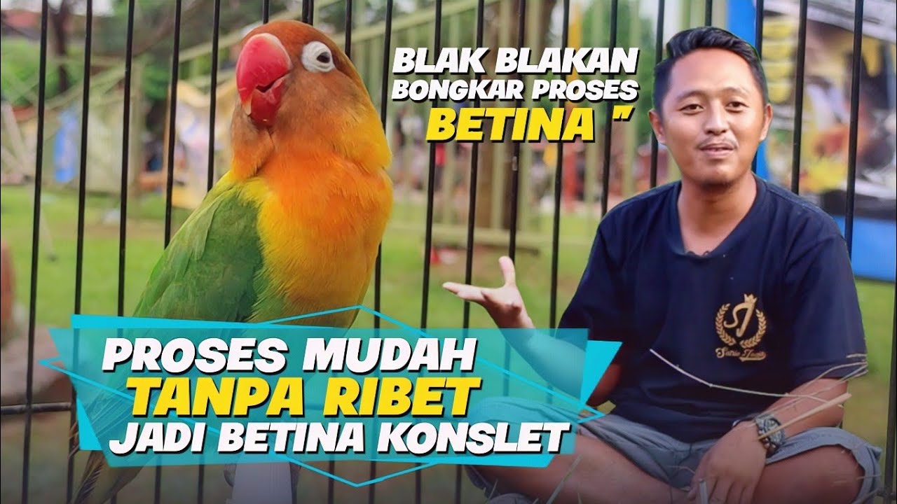 TANPA HARUS RIBET - PROSES BETINA KONSLET FERSI VERRY SATRIO JOGJA