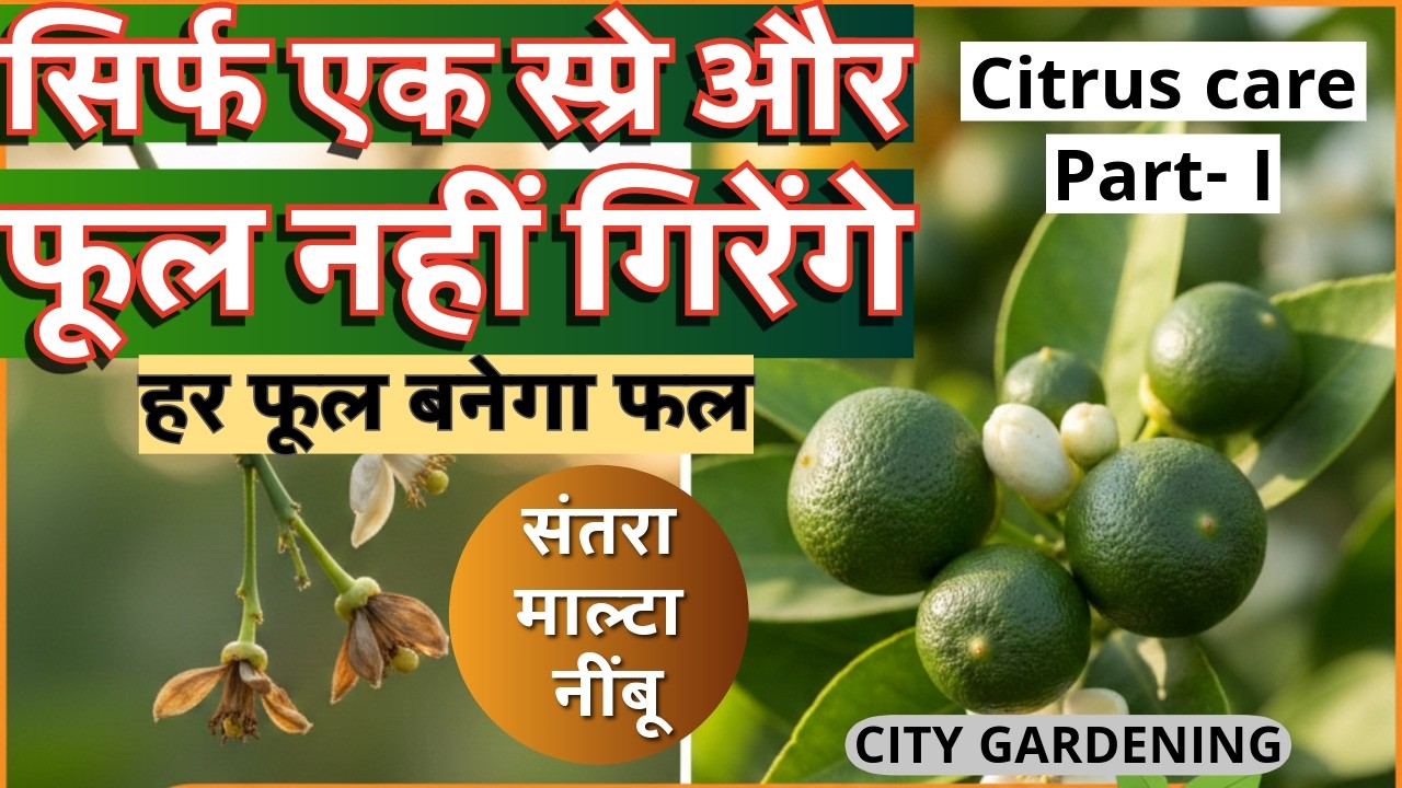 बसंत में सिट्रस के पौधों पर आ रहे हैं फूल? तुरंत करें ये काम! Citrus plant care in February-March🌸🍊