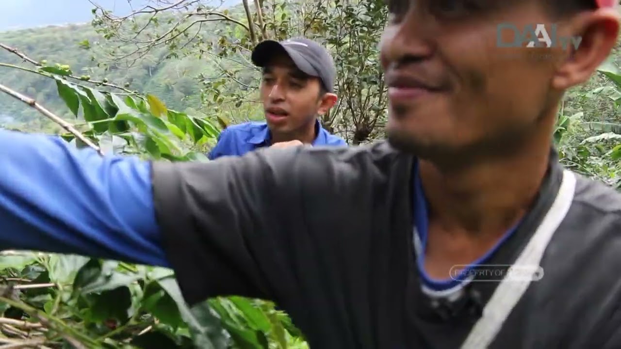 Perjalanan di Tanah Gayo - Kopi | POTRET