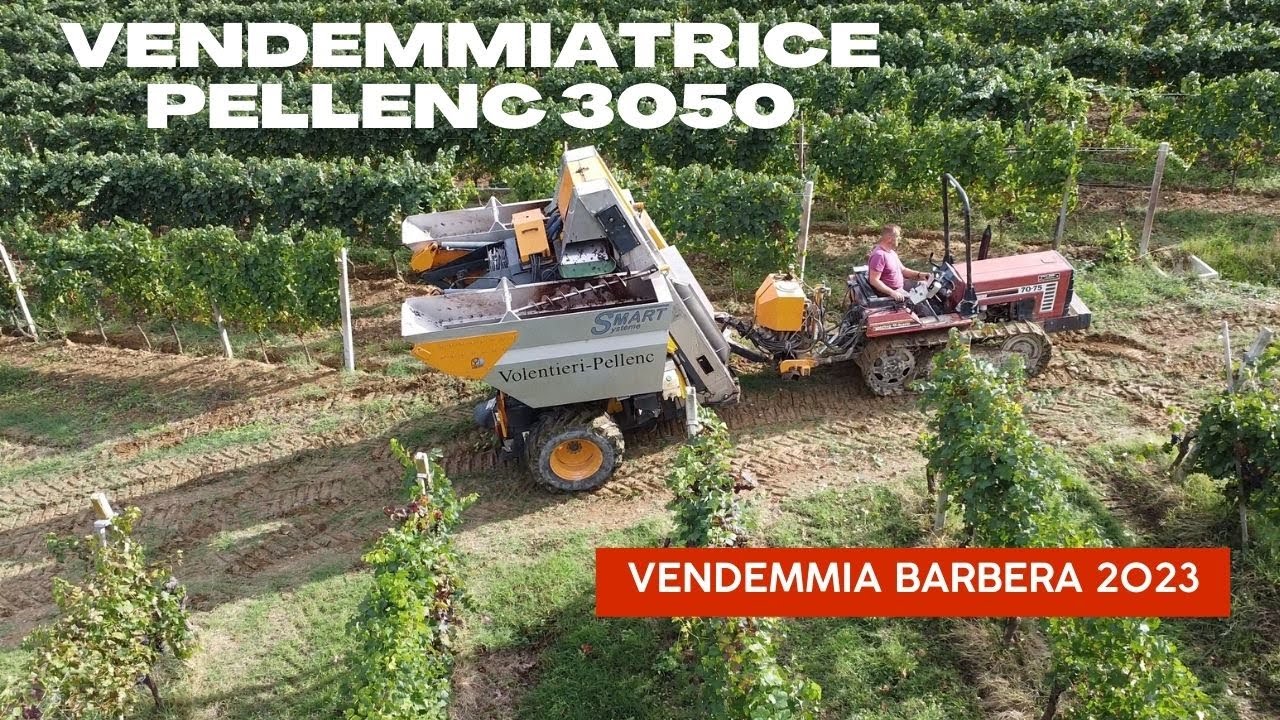 🍇 VENDEMMIA BARBERA 2023 | Volentieri-pellenc 3050 | Fiatagri 70-75 |
