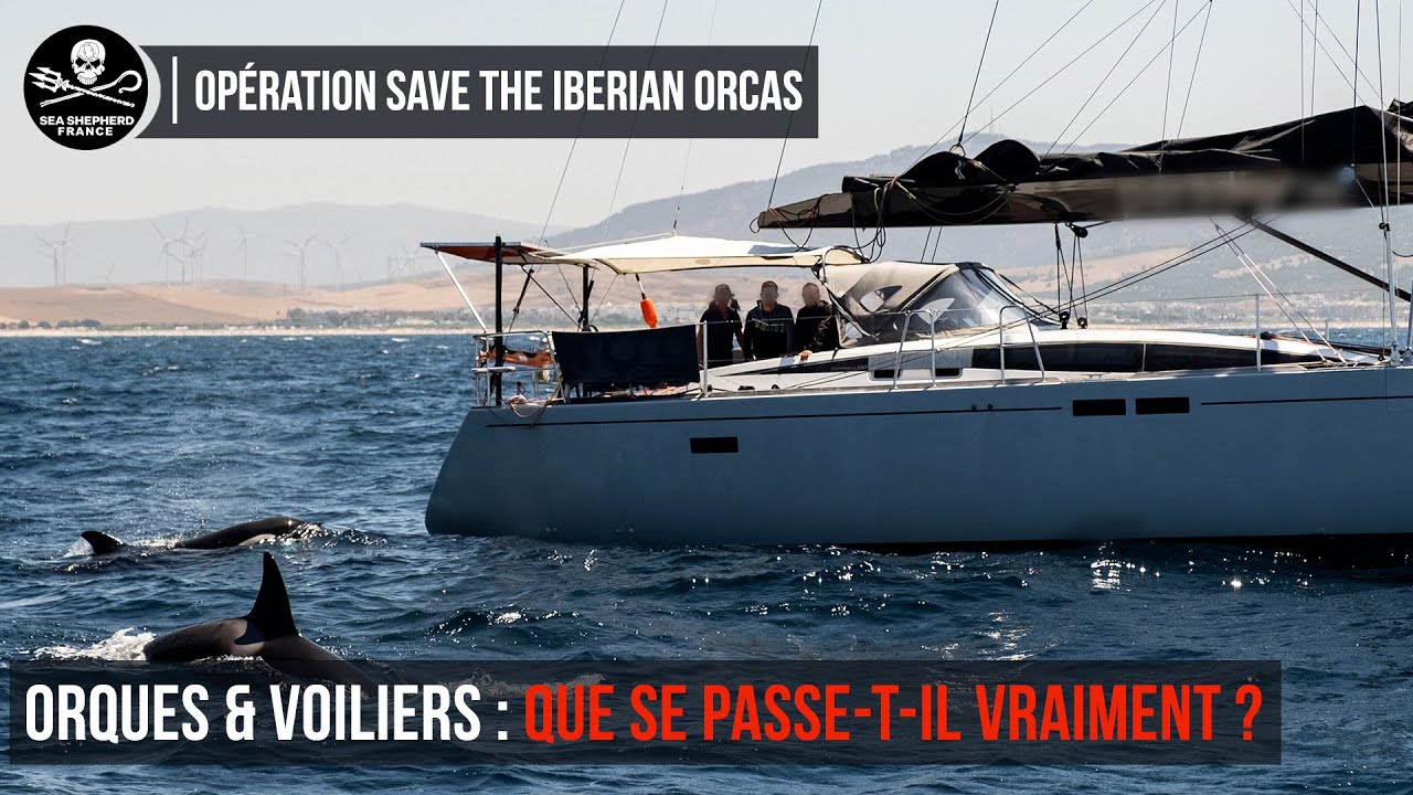 Orques et voiliers : que se passe-t-il vraiment ?