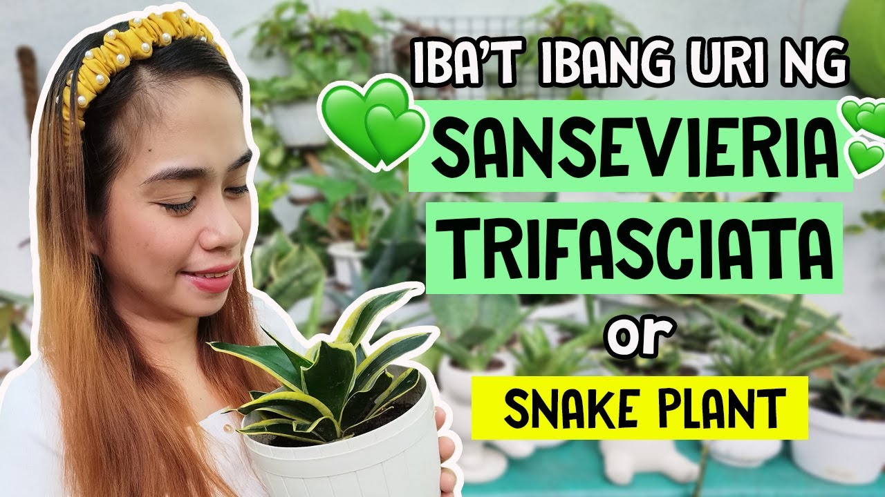 Iba't ibang Uri ng Sansevieria Trifasciata o Snake Plant