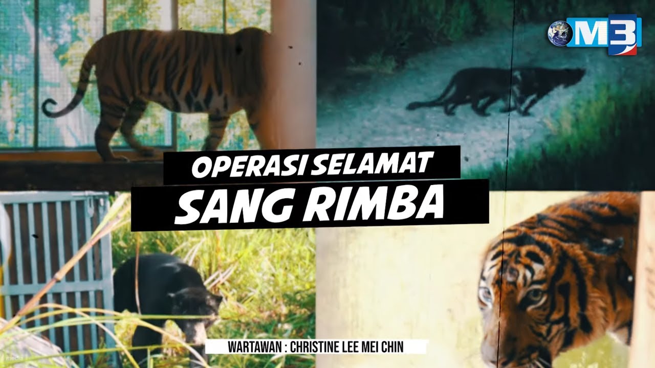 [FULL] Majalah 3 (2023) | 24 Jul - Operasi Selamat Sang Rimba