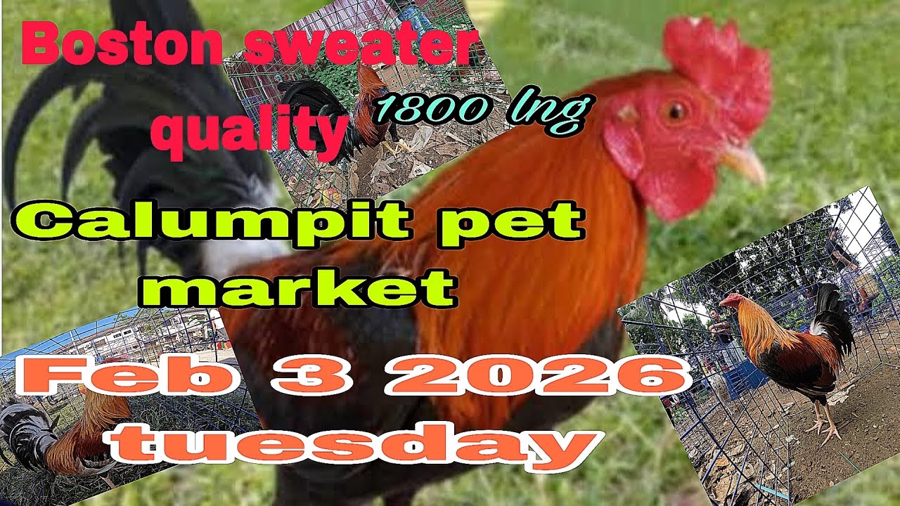 Boston sweater quality 1800 lng , Calumpit pet market Feb 3 2026 tuesday .