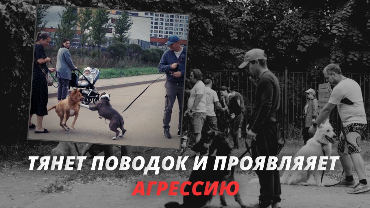 Амстафф проявляет агрессию к другим собакам. Как исправить зооагрессию?