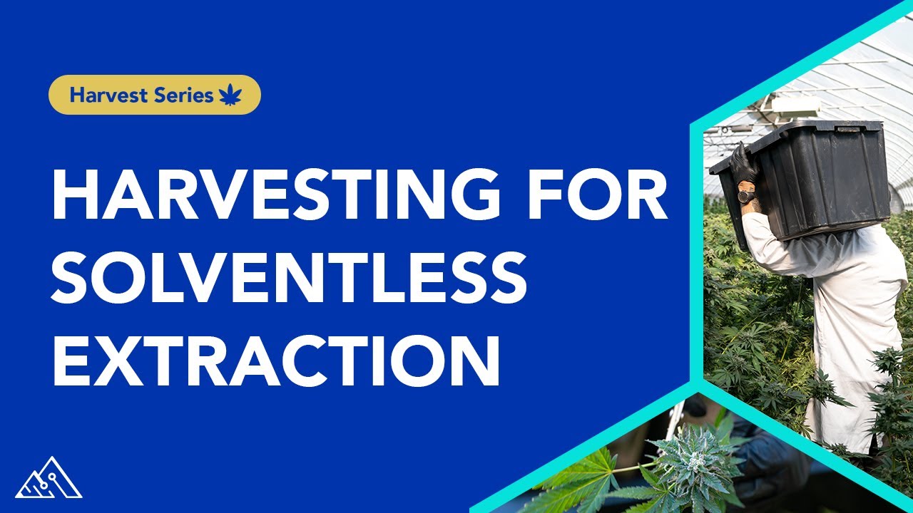 How to Harvest for Solventless Extraction  (Whistler Technologies)