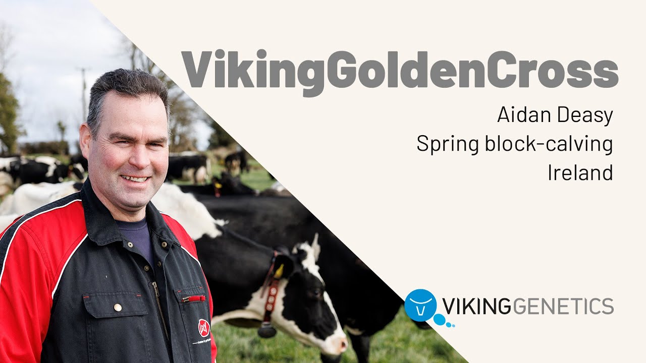 Aidan Deasy - VikingGoldenCross, Ireland