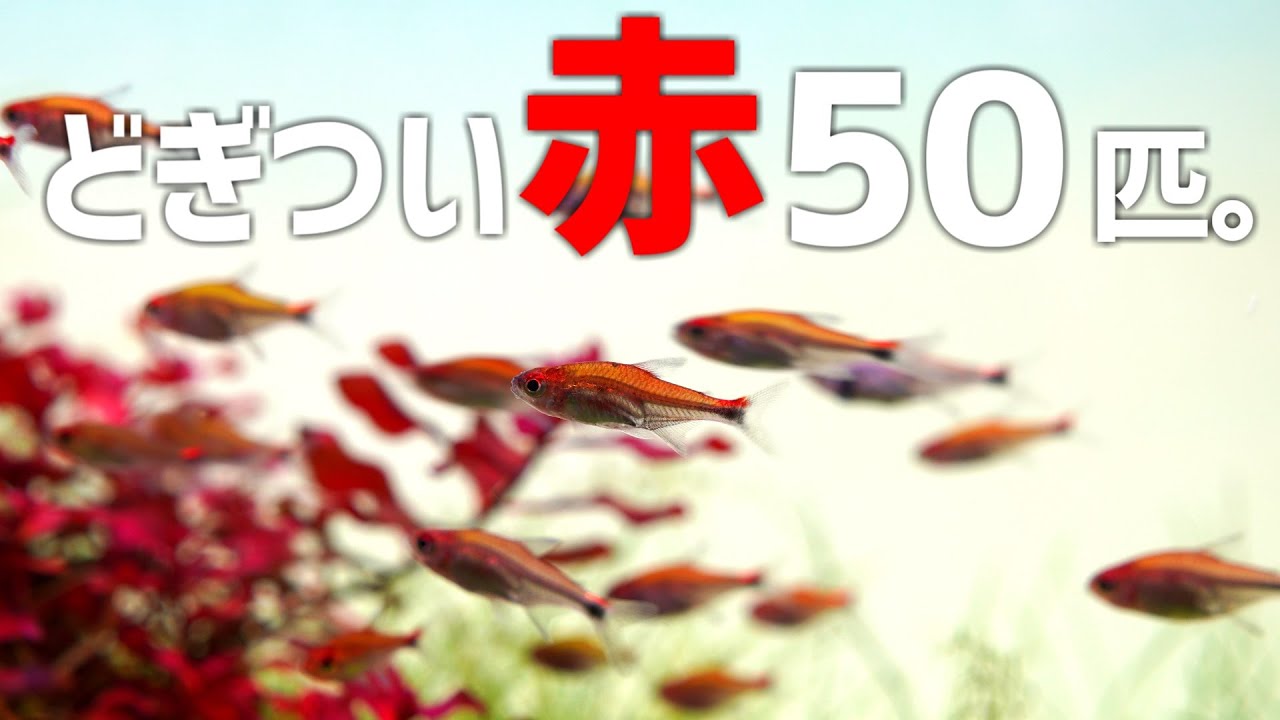 ずっと待ち望んでいたあの赤系美魚を大量導入できました。ディープレッドホタルテトラ＃424【アクアリウム】