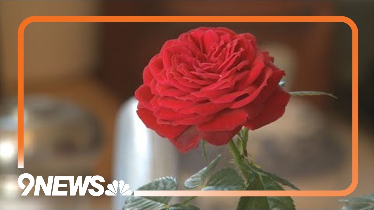 Here's how to save a miniature rose bush