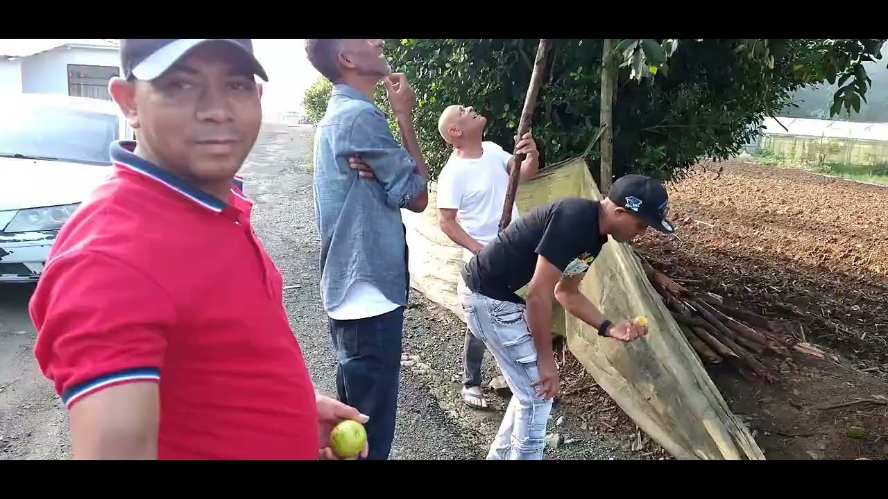 En la.palma constanza descubrimos esta fruta  llamada  jaboticada 