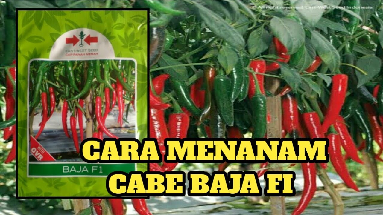 CABE BAJA F1