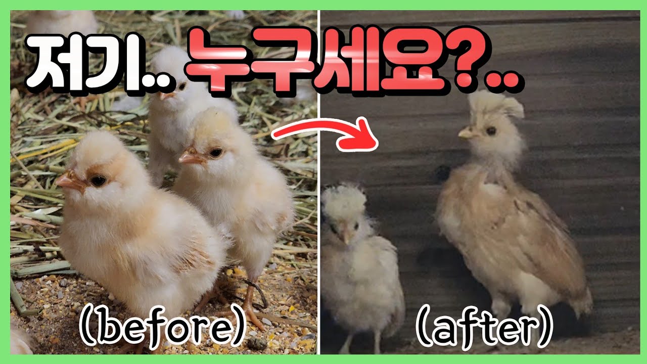 왜인지 4가지가 없어진 병아리들...