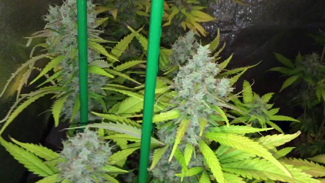 Jack Herer Week 7 Flowering