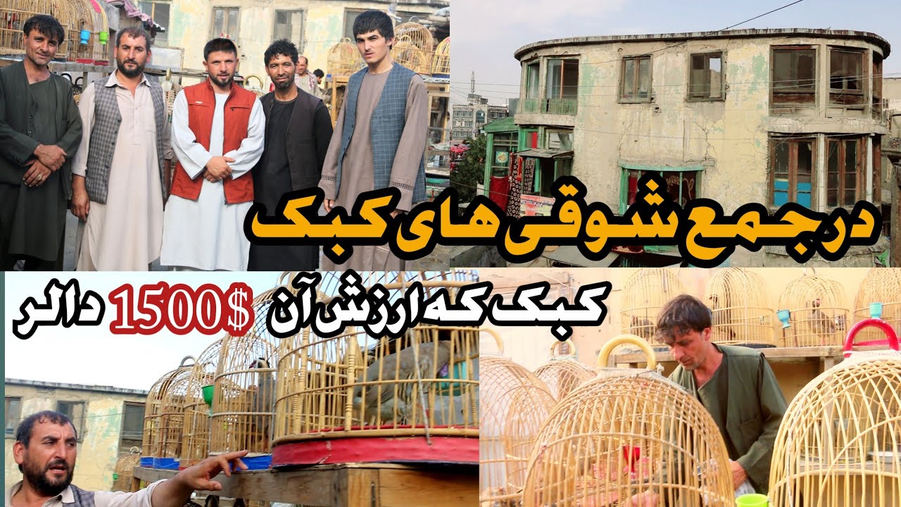 کوچه پخته فروشی در جمع شوقی های کبک | قیمت ترین کبک ها | انواع کبک ها || واژه Wazha