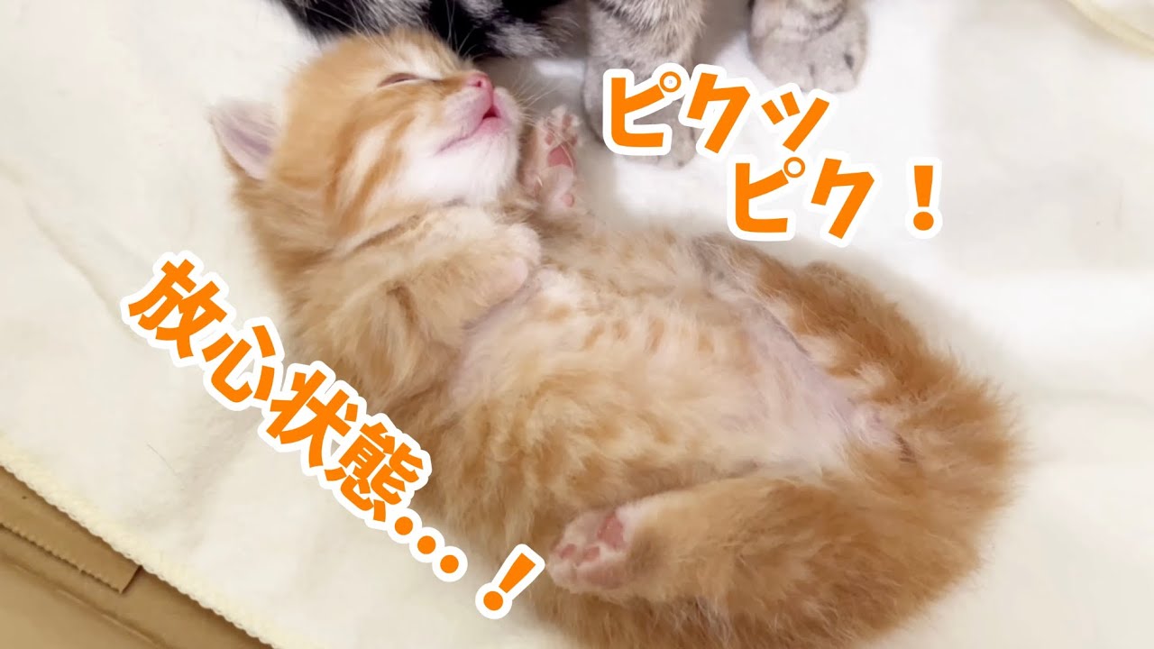 ママにう◯ちさせてもらったマンチカンの子猫が放心状態に...❤️ Tiny Baby kitten💕【生後19日目】