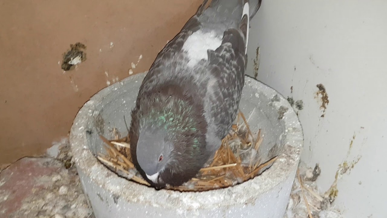 No ponen mis palomas ¿será la alimentación?