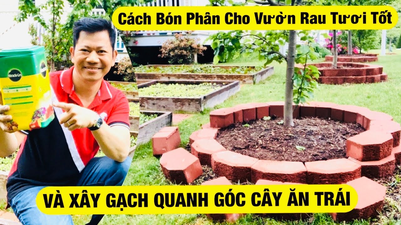 Bí Quyết Bón Phân Cho Rau Má,Giấp Cá,Ngò Rí,Cần Ô - Xây Gạch Quanh Góc Cây Ăn Trái Sau Nhà