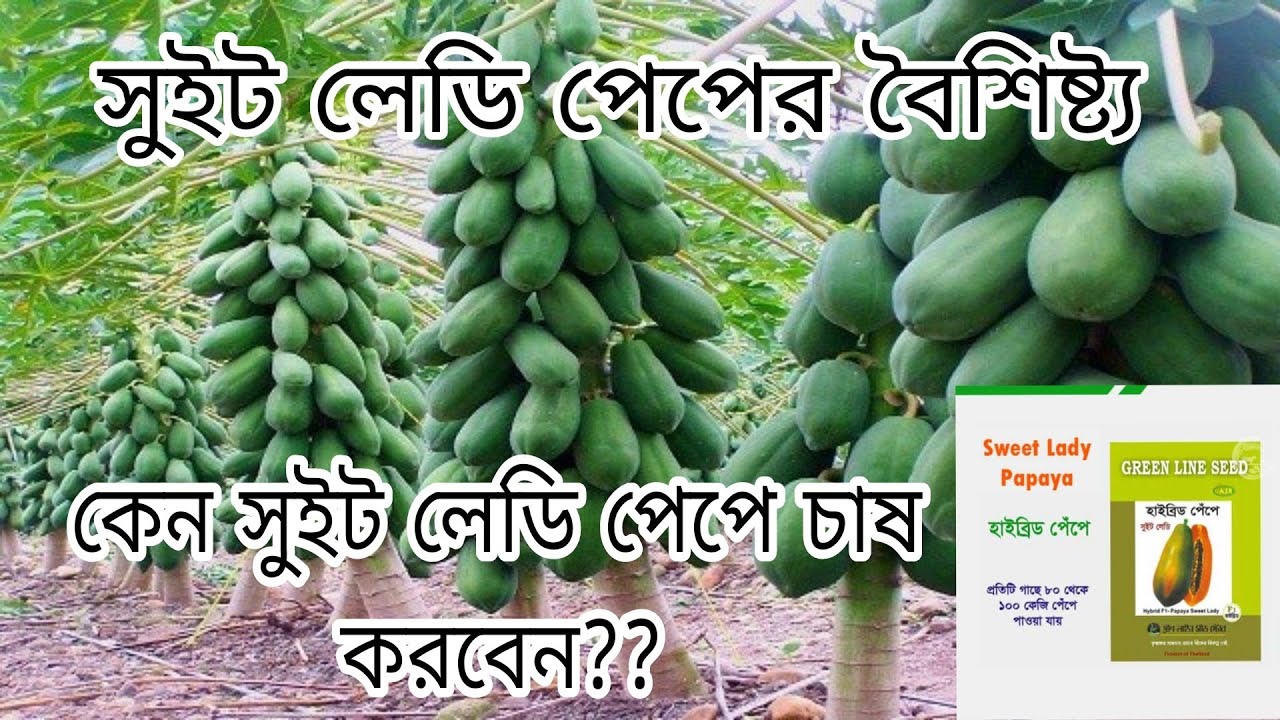 সুইট লেডি পেপে চাষ পদ্ধতি।। সুইট লেডি পেপে কেন চাষ করবেন??by 