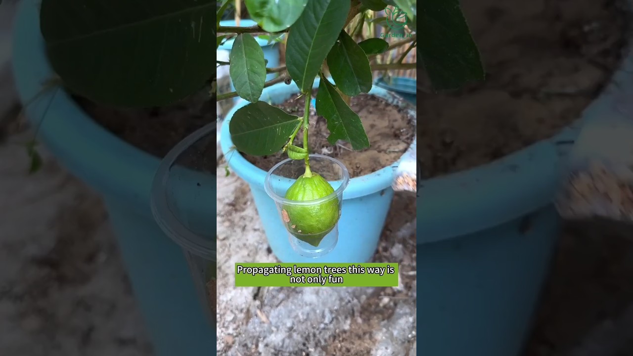 Easy method to grow lemon tree from air layering at home | How to grow lemon tree from cuttings
