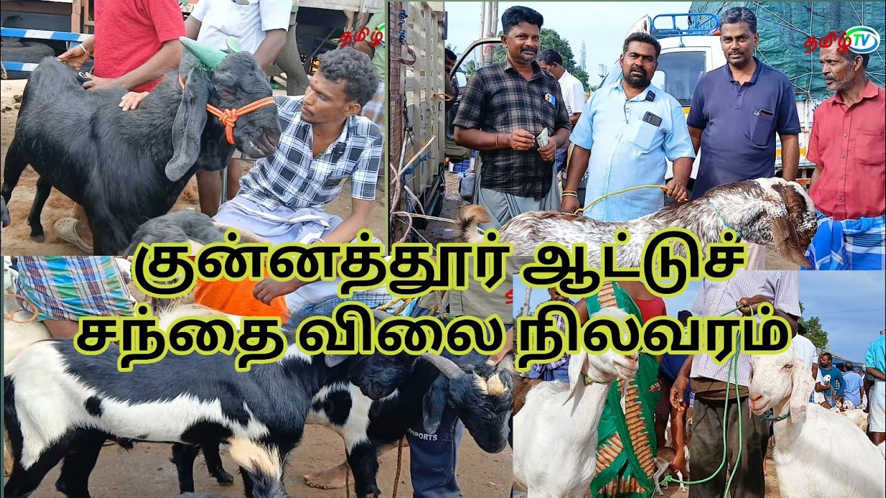 குன்னத்தூர் ஆட்டுசந்தையில் விற்பனைக்கு குவிந்த பெரிய பெரிய கிடாய்கள் #tamil #tamiltv 