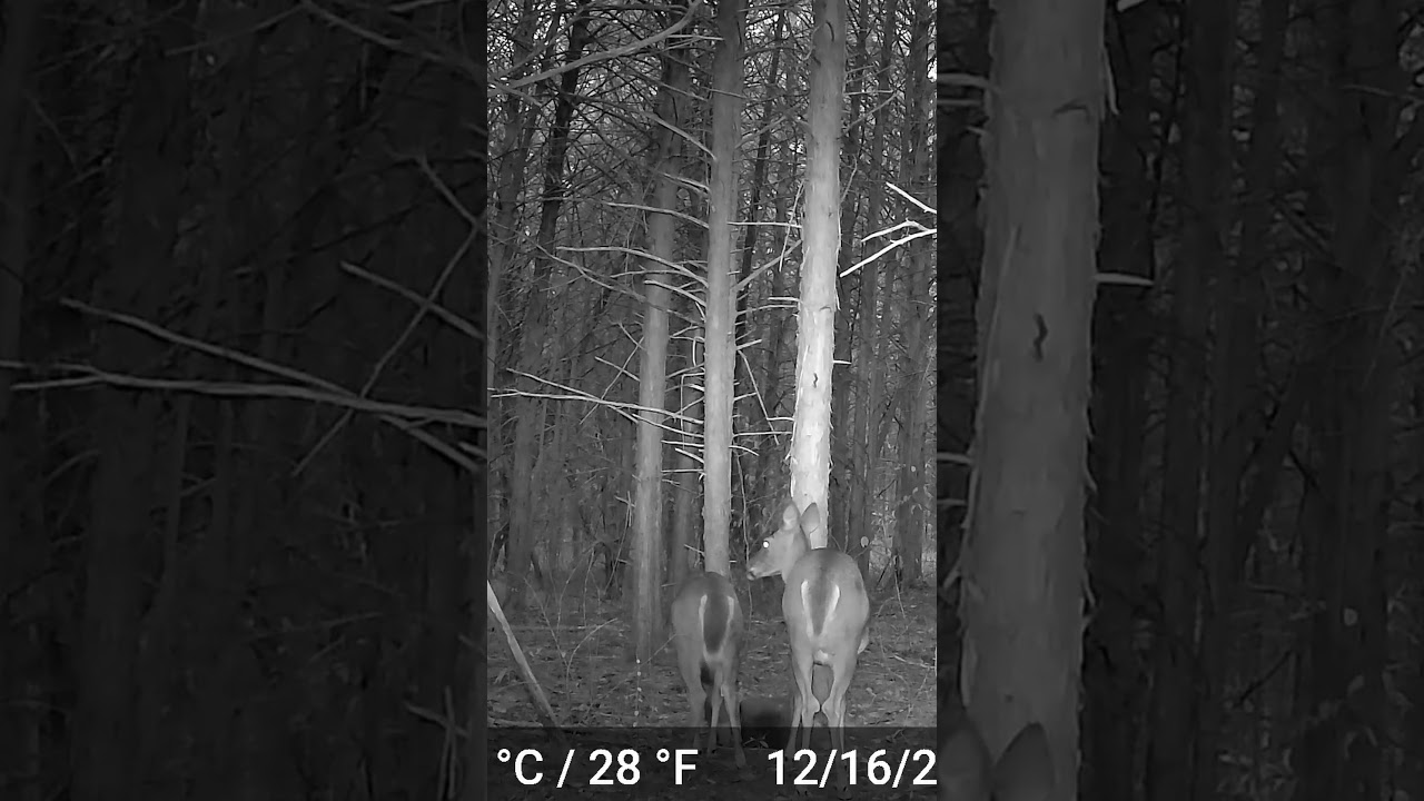 Game Cam Highlights 20