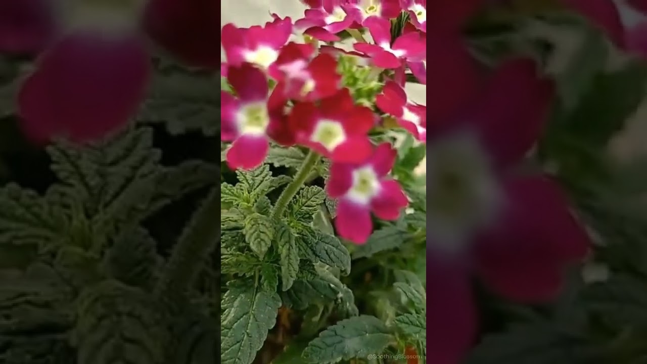 🌸 Verbena flower || Balcony Flowering Plants || Flowering Plants For Winter Garden