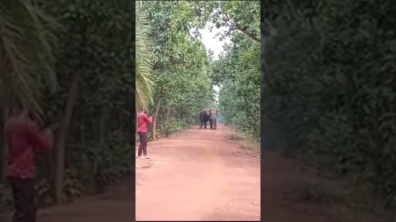Elephant Road crossing video || #shortvideo