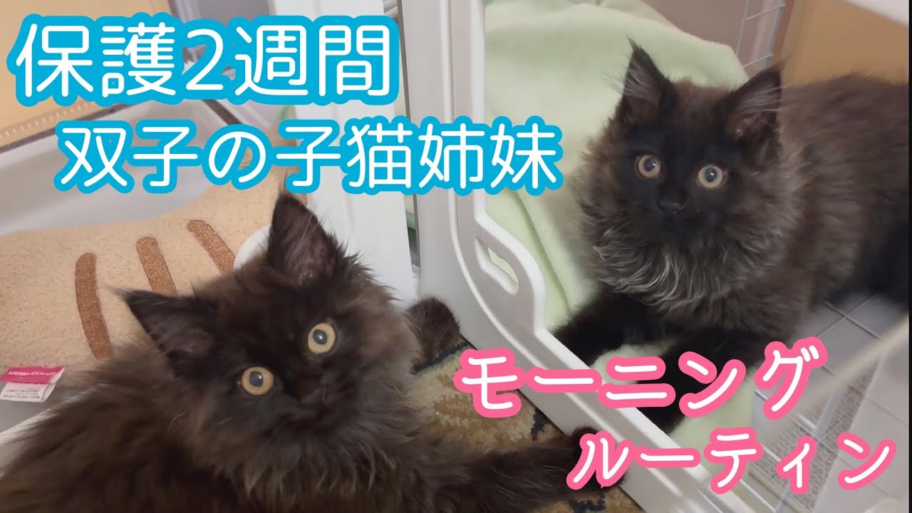 【保護2週間】双子の子猫姉妹🐾モーニングルーティン
