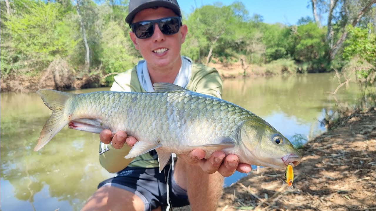 Natal scaly on artificial (salmo tiny) KZN freshwater (Raw footage)