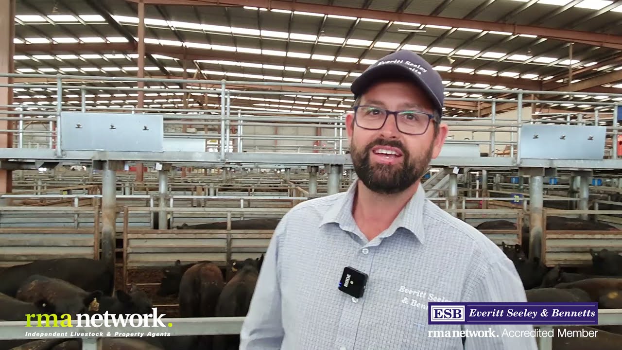 Pakenham Store Cattle Sale, Thursday 25th November 2021