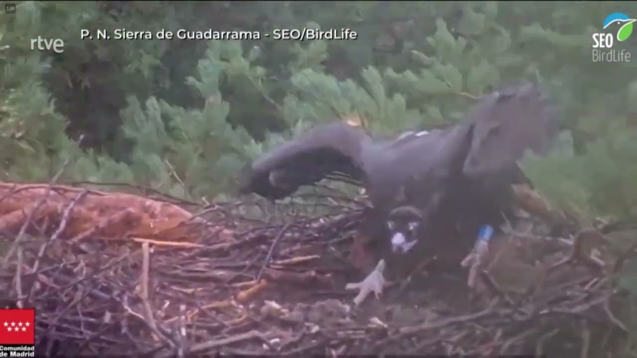 Buitre Negro 8CC en AQU&Iacute; LA TIERRA